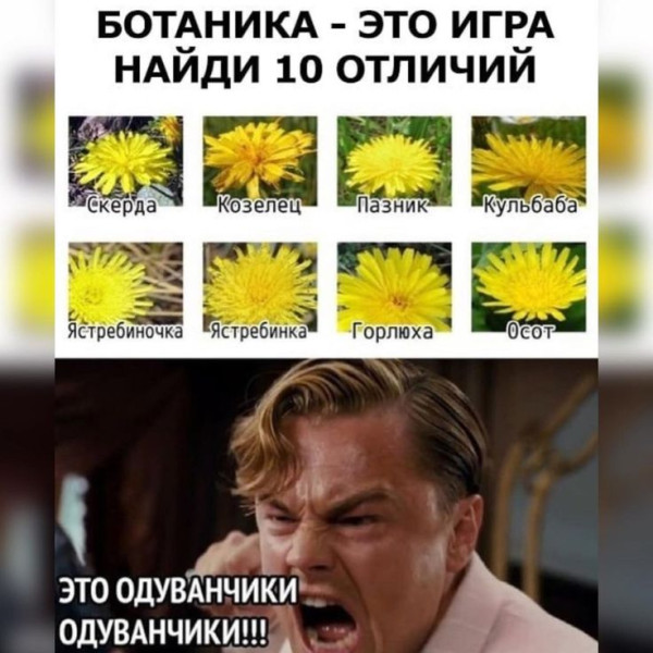 Мем: Это одуванчики, RusLan2025