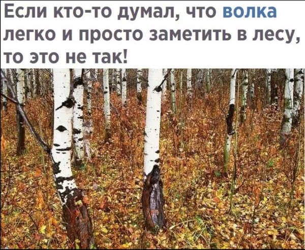 Мем, михельсон