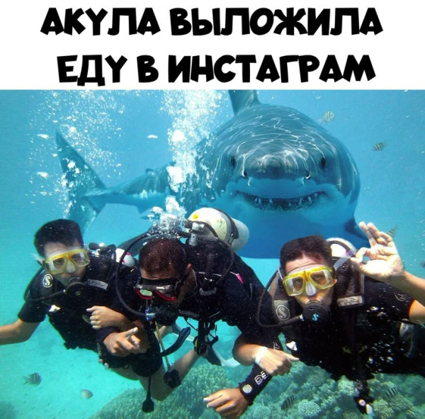 Мем: Акула выложила еду в Инсту, RusLan2025