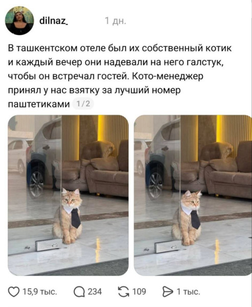 Мем: Самого солидного пушистого работника заметили в Ташкенте.   Хвостатый надевает галстук и так встречает гостей., henh