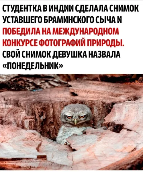 Мем, Смехалка