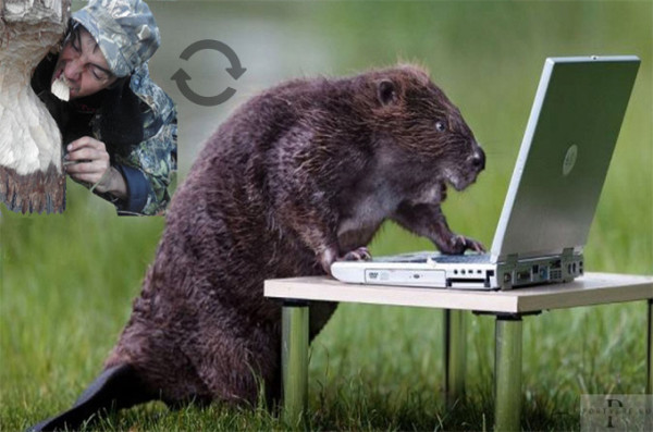 Мем: В Международный день бобра