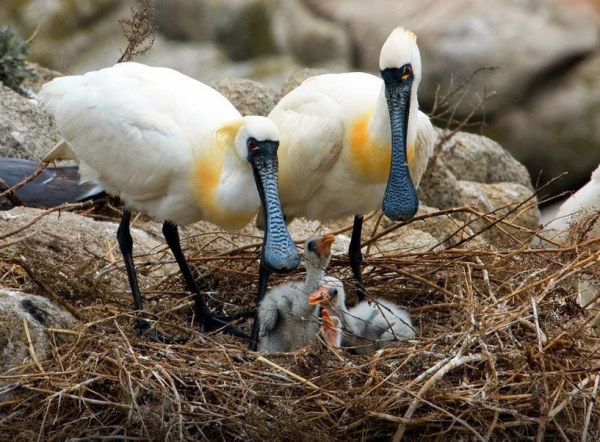 Мем: Странные птички