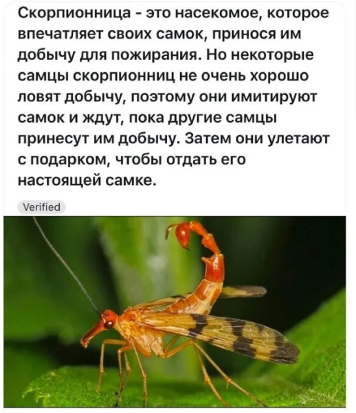 Мем, Смехалка Мем, Смехалка