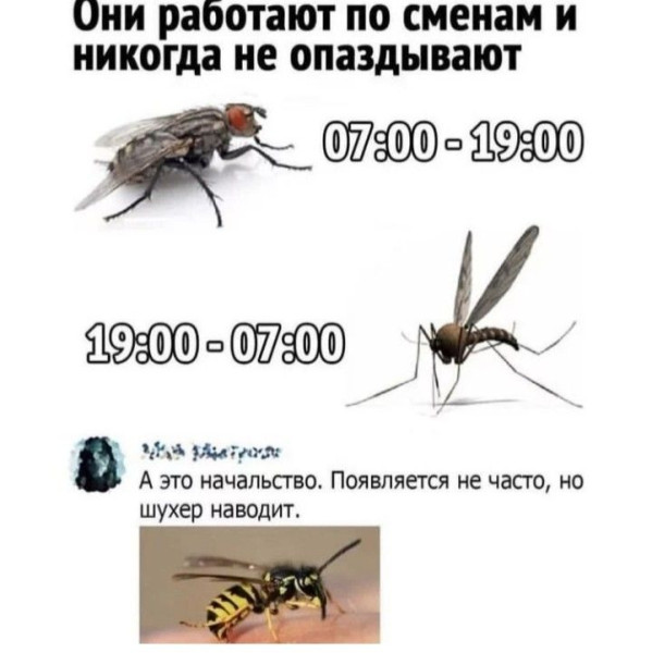 Мем: Комары и мухи, RusLan2025