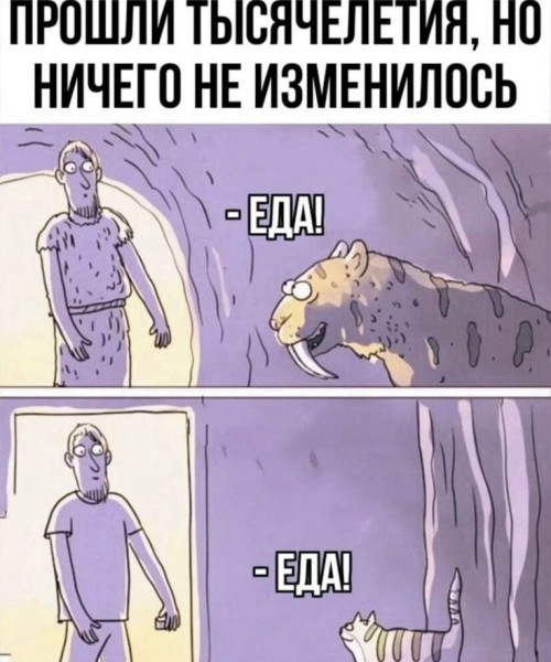 Мем: Мем про кошек, iteam