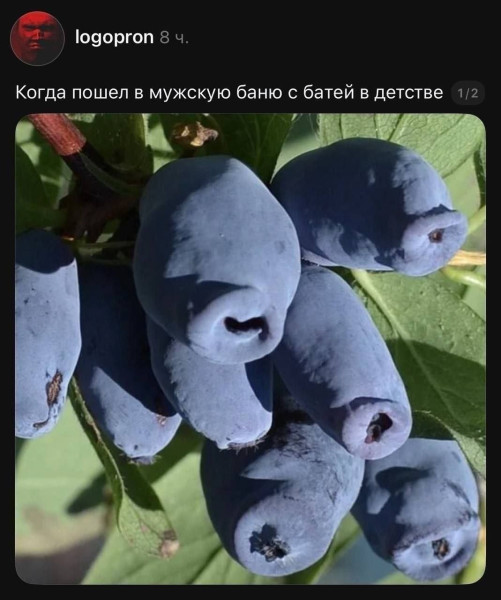 Мем, Ashmedai
