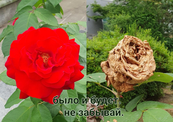 Мем: Будущее, lyulya