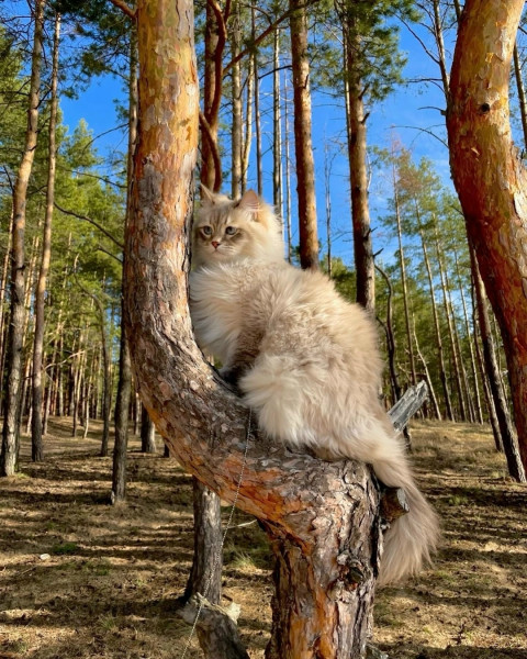 Мем Мем