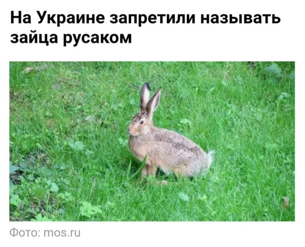 Мем, Bassplayer Мем, Bassplayer