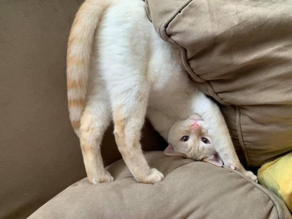 Мем: Котойога, Леонид Хлыновский Мем: Котойога, Леонид Хлыновский