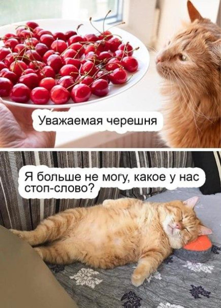 Мем, Антиклептократ Мем, Антиклептократ