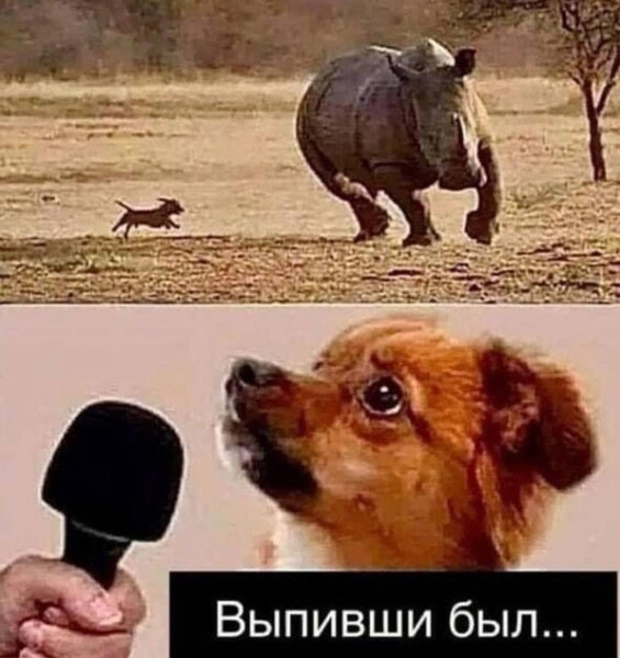 Мем, plintus