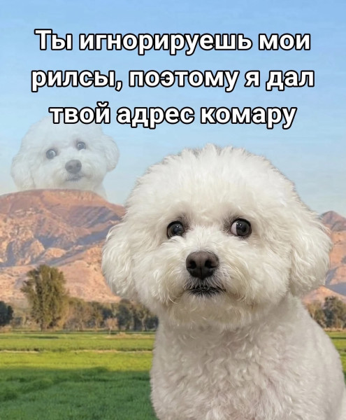 Мем, Bassplayer Мем, Bassplayer