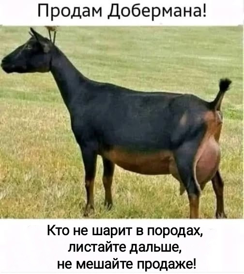 Мем, Рысь Мем, Рысь
