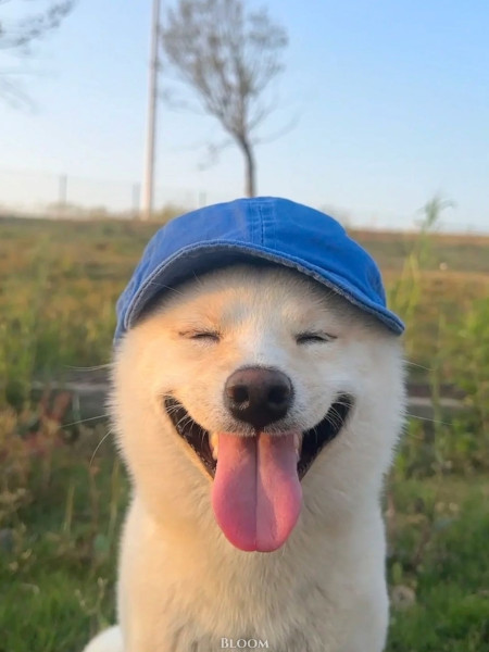 Мем Мем