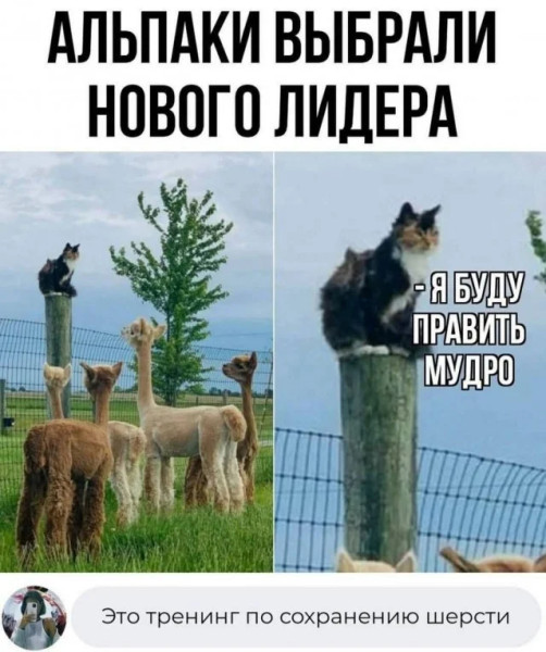 Мем, Mghost Мем, Mghost