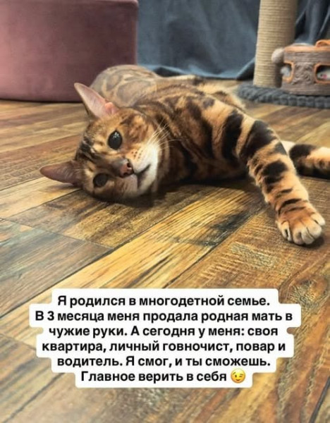 Мем, Bassplayer