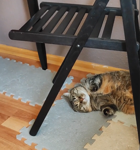 Мем: Коты, Cptn007 Мем: Коты, Cptn007