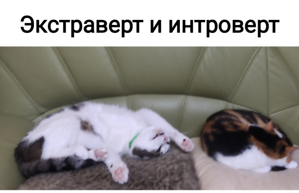 Мем, Рысь