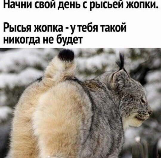 Мем, Mghost Мем, Mghost