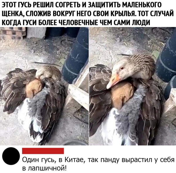 Мем, Mghost