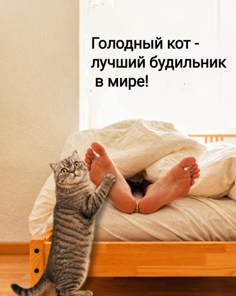 Мем, Рысь