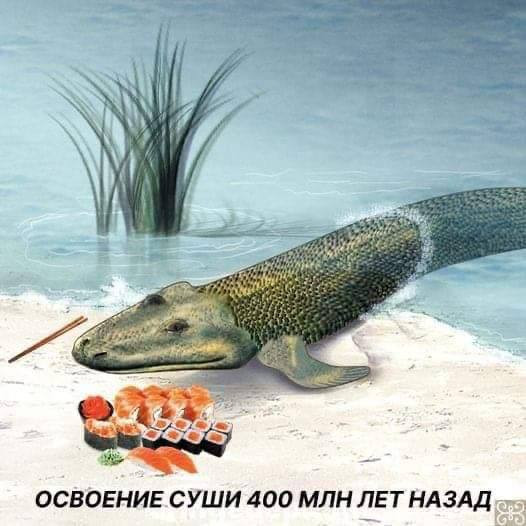 Мем, FDio Мем, FDio