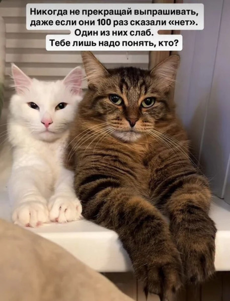 Мем, mikololo Мем, mikololo