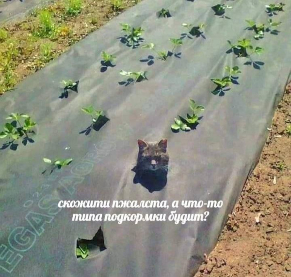Мем, Антиклептократ