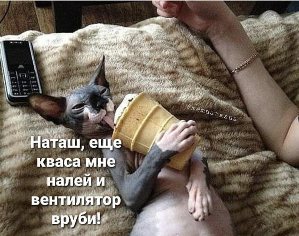 Мем, Антиклептократ Мем, Антиклептократ