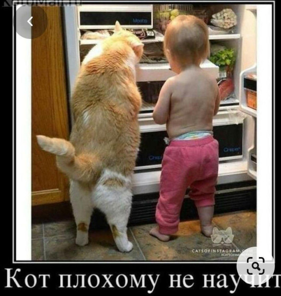 Мем, Антиклептократ