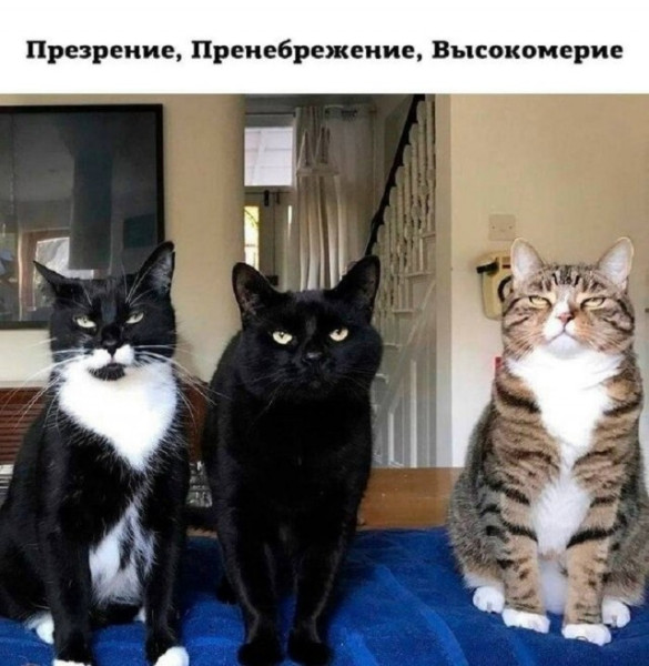 Мем Мем