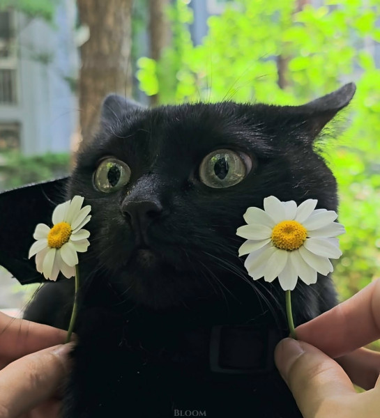 Мем, Александр Скоро Мем, Александр Скоро