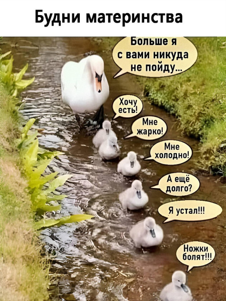 Мем, Антиклептократ