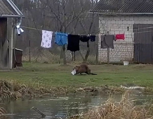 Мем Мем