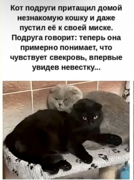 Мем, Ashmedai Мем, Ashmedai