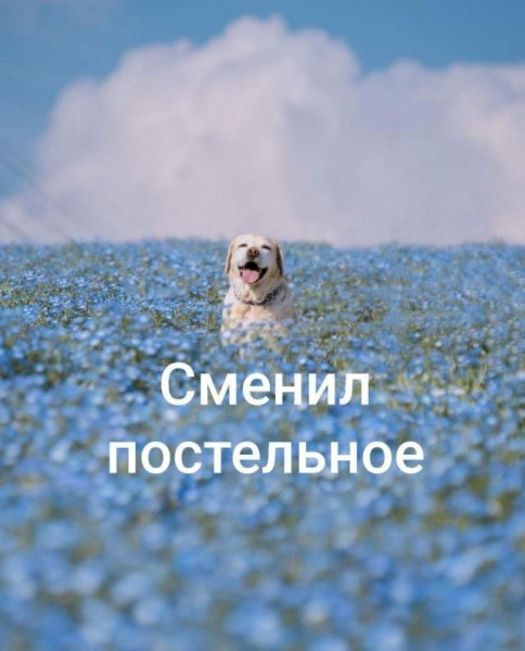 Мем, Антиклептократ Мем, Антиклептократ