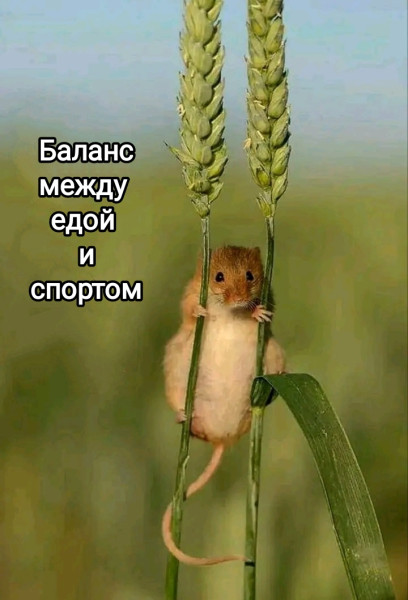 Мем, Рысь Мем, Рысь