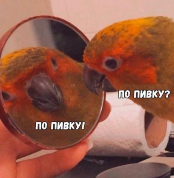 Мем: С собой любимым, Антиклептократ
