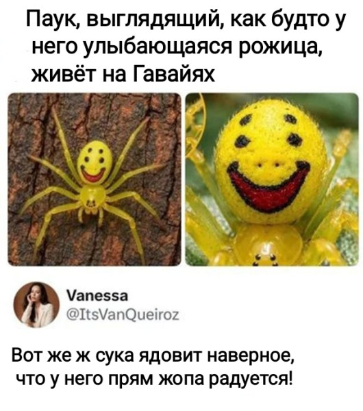 Мем, Рысь