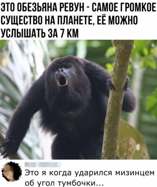 Мем, Ashmedai Мем, Ashmedai