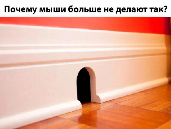 Мем, Bassplayer Мем, Bassplayer