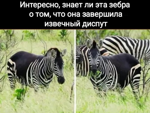 Мем, Рысь Мем, Рысь