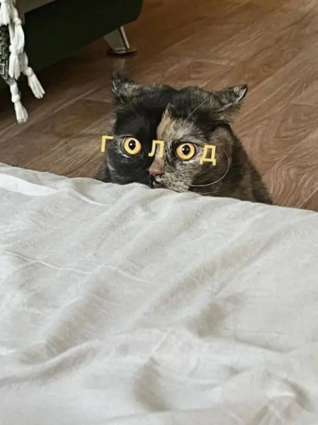 Мем, Антиклептократ