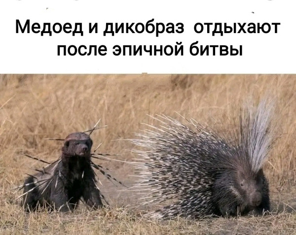 Мем, Рысь
