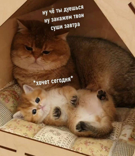 Мем, Антиклептократ Мем, Антиклептократ