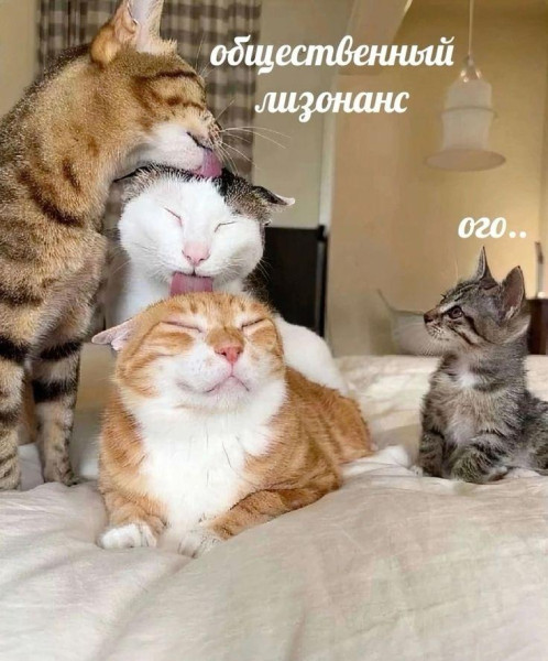 Мем: Лизинг, Антиклептократ Мем: Лизинг, Антиклептократ
