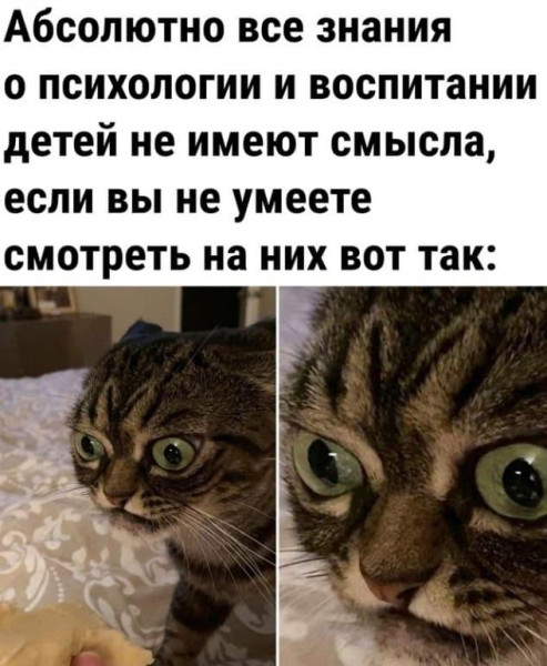 Мем, Антиклептократ Мем, Антиклептократ