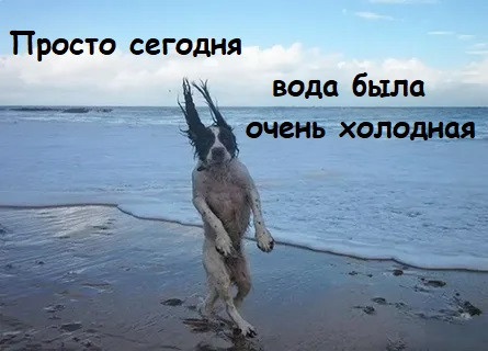 Мем, Лис Интересный Мем, Лис Интересный
